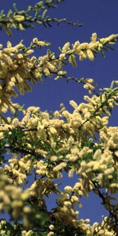 Blackbrush Acacia, Chaparro Prieto(Vachellia rigidula)