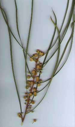 Shoestring Acacia(Acacia stenophylla)