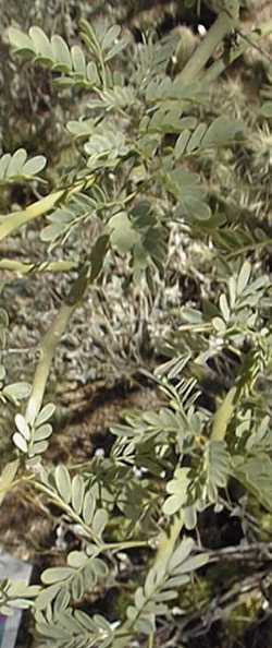 Palo Brea, Sonoran Palo Verde(Parkinsonia praecox)