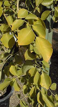 Sisu, Sissoo, Indian Rosewood(Dalbergia sissoo)