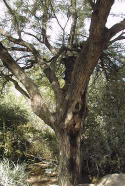 Chilean Mesquite(Prosopis chilensis)