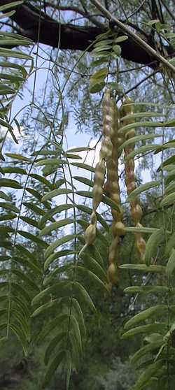 Honey Mesquite, Texas Mesquite(Prosopis glandulosa)