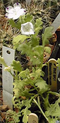 Five Spot Nemophila(Nemophila maculata)