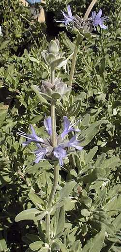 Chaparral Sage(Salvia clevelandii)