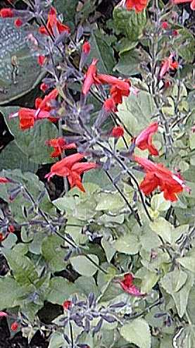Scarlet Sage, Texas Sage, Cherry Red Sage(Salvia coccinea)