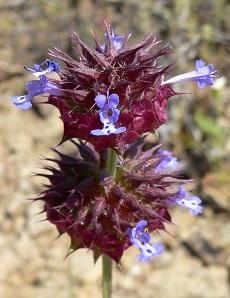 Desert Chia(Salvia columbariae)