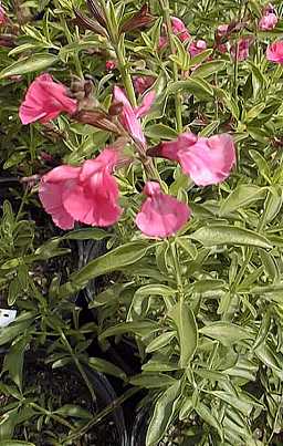 Autumn Sage(Salvia greggii)