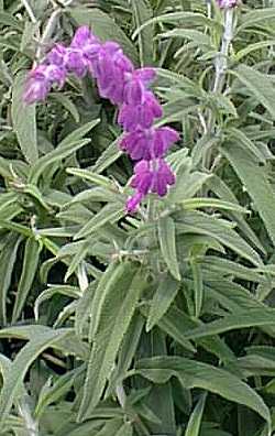 Mexican Bush Sage, Velvet Sage(Salvia leucantha)