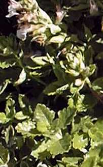 Germander(Teucrium chamaedrys)
