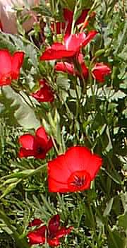 Red Flax, Scarlet Flax(Linum grandiflorum)