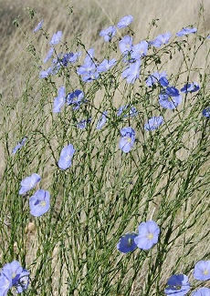 Western Blue Flax(Linum lewisii)