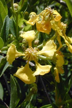 Yellow Orchid vine, Gallinita(Callaeum macropterum)