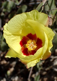 San Marcos Hibiscus, Algodón Cimarrón(Gossypium harknessii)