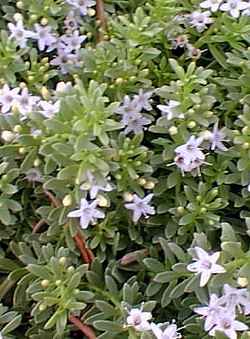 Prostrate Myoporum(Myoporum parvifolium)