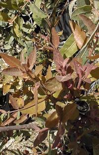 Red Cap Gum, Illyarrie, Bookara Gum(Eucalyptus erythrocorys)