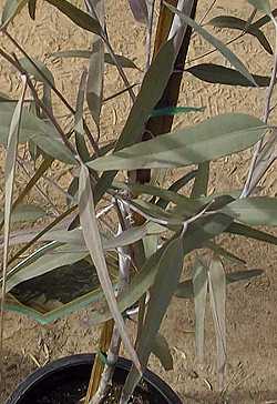 Coolibah(Eucalyptus microtheca)