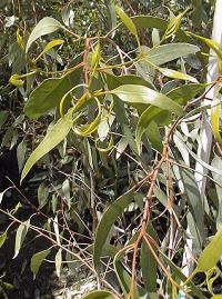 Coral Gum(Eucalyptus torquata)