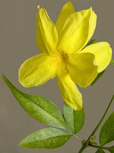 Primrose Jasmine, Japanese Jasmine(Jasminum mesnyi)