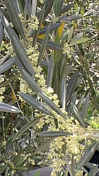 Olive(Olea europaea)