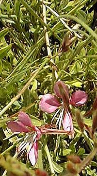 Pink Gaura, Wand Flower(Gaura lindheimeri)