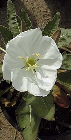 White Evening Primrose, Fragrant Evening Primrose(Oenothera caespitosa)