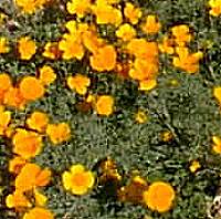 California Poppy(Eschscholzia californica)