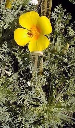 Mexican Gold Poppy