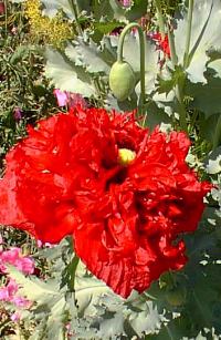 Oriental Poppy(Papaver orientale)