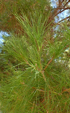 Afghan Pine, Mondell Pine(Pinus brutia ssp. eldarica )
