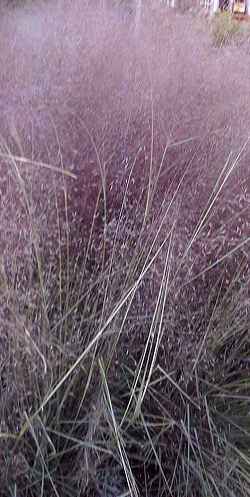 Muhly Grass(Muhlenbergia capillaris)