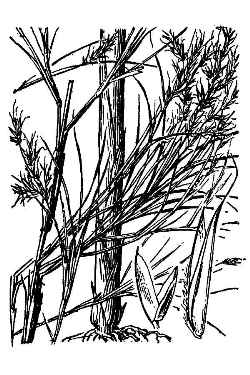 Bamboo Muhly, Faury Bamboo(Muhlenbergia dumosa)