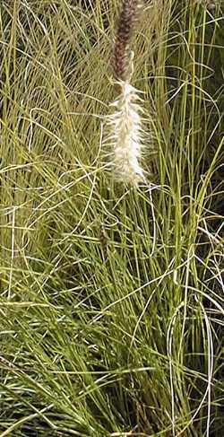 Deer Grass(Muhlenbergia rigens)
