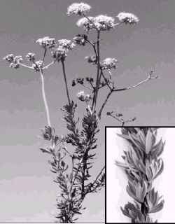 California Buckwheat(Eriogonum fasciculatum)