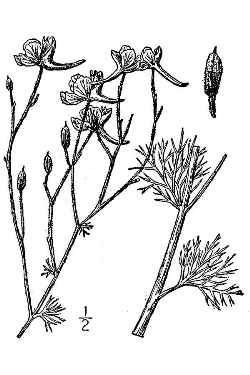 Larkspur, Annual Delphinium(Consolida ajacis)