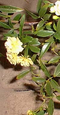 Lady Banks' Rose(Rosa banksiae)