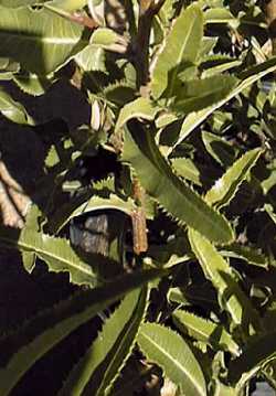 Desert Rose, Arizona Rosewood(Vauquelinia californica)