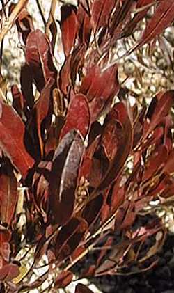 Hopseed Bush, Hop Bush, Akeake(Dodonaea viscosa)