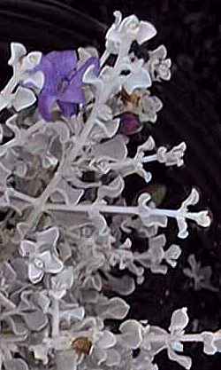 Violet Silverleaf, Cenizo, Violet Texas Ranger(Leucophyllum candidum)
