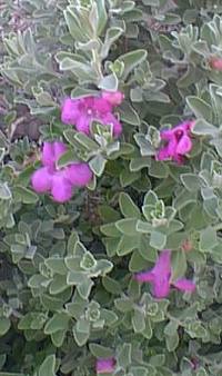 Texas Ranger, Texas Sage, Silverleaf(Leucophyllum frutescens)