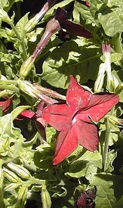 Flowering Tobacco, Jasmine Tobacco(Nicotiana alata)