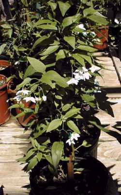 Potato vine(Solanum jasminoides)