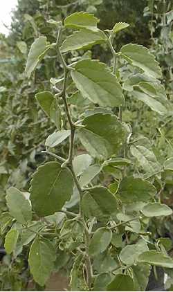 Spiny Hackberry, Granjeno, Desert Hackberry(Celtis pallida)