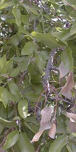 Netleaf Hackberry, Western Hackberry(Celtis reticulata)