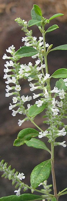 Whitebrush, Bee Brush(Aloysia gratissima)