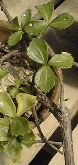 Arizona Grape Ivy