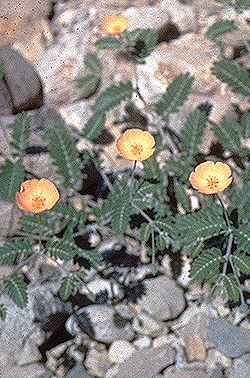 Arizona Poppy, Arizona Caltrop(Kallstroemia grandiflora)