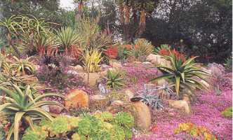 A colourful Desert Southwest Garden combining Xeriscaped specimens of Succulents & Cact!