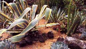 Agaves: Varieties americana & victoria!  the embodiments of exotic beauty and ease of care