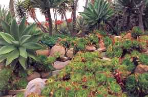 A natural cactus & succulent garden: little watering required and "at home" in the Desert Southwest!