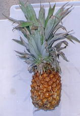 the pineapple